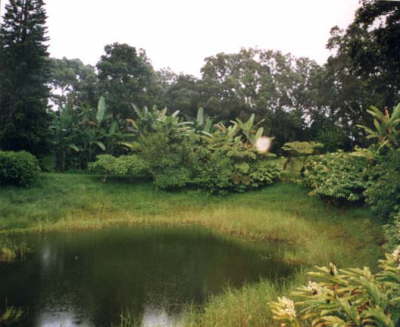 Awapuhifarmsee